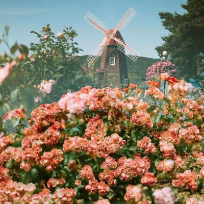 风云体育官方APP